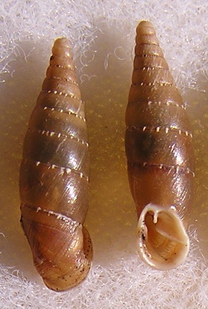 Siciliaria cf stigmatica